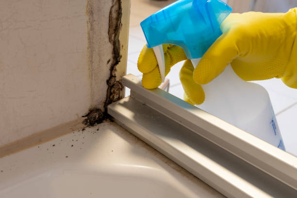 Best Mold Remediation for Specific Building Types in La Cienega, NM