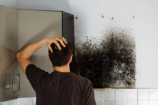 Best Mold Testing and Inspection Services in La Cienega, NM