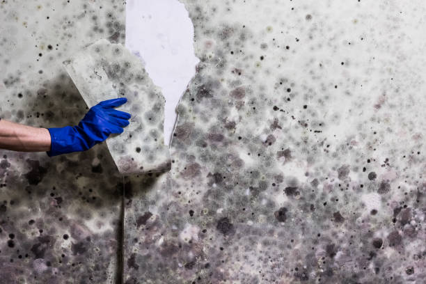 Best Insurance-Related Mold Remediation in La Cienega, NM