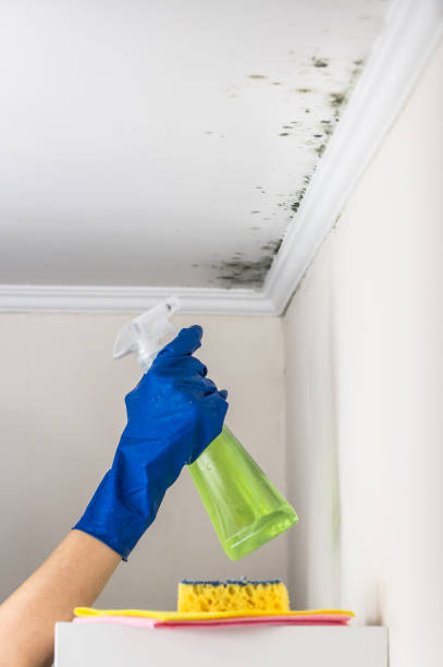 Best Attic Mold Remediation in La Cienega, NM