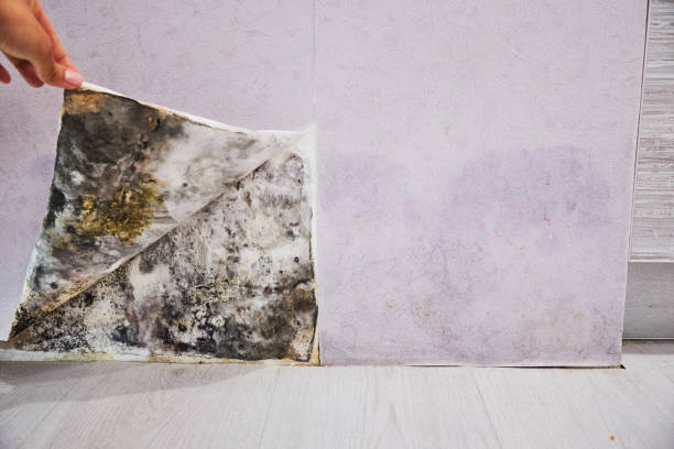 Best Residential Mold Remediation in La Cienega, NM